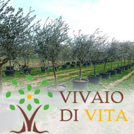 VIVAIO PIANTE DI VITA LUCA<BR>